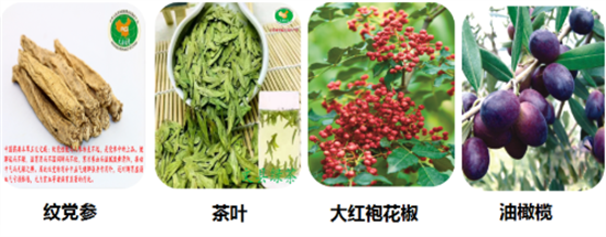 東方龍商務集團全力助推甘肅隴南文縣委托招商招商引資，重點構建特色農業、優勢工業、文旅康養三大產業集群
